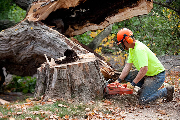 Fruitport, MI  Tree Services Company