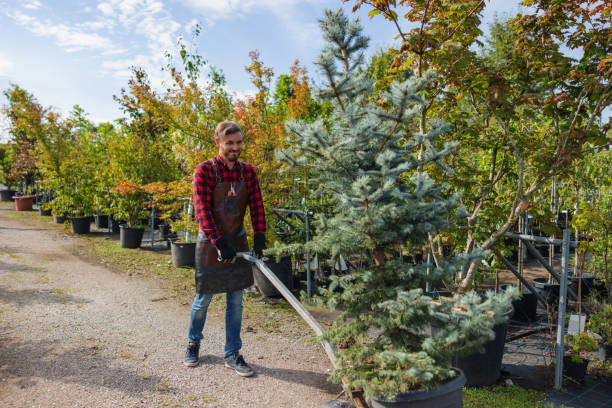 How Our Tree Care Process Works  in  Fruitport, MI